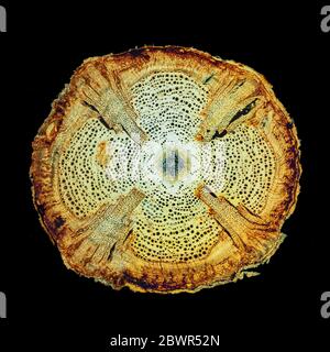 Une tige Liana, une section coulissante TS, Banque D'Images