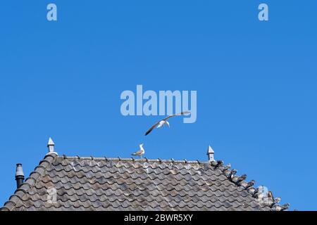 Les pigeons sont assis sur des tuiles grises au-dessus de la gouttière d'une maison, volant, contre un ciel bleu Banque D'Images