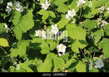 BlackBerry fleurit à hedgerow dans le Kent, au Royaume-Uni Banque D'Images