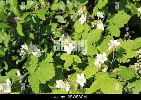 BlackBerry fleurit à hedgerow dans le Kent, au Royaume-Uni Banque D'Images