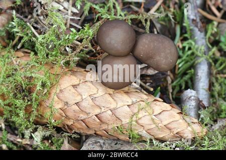 Stromiturus esculentus, calotte de spucecone, champignons comestibles de Finlande Banque D'Images