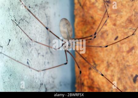 Cave ou Daddy longues jambes araignée dans la boîte d'alimentation électrique de maison. Banque D'Images