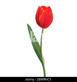 Tulipe à fleurs réaliste. Tulipe dans les eps10 de Vector Illustration de Vecteur