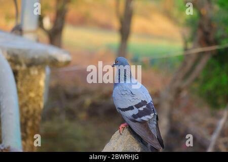 gros plan sur la roche d'une colombe de pigeon