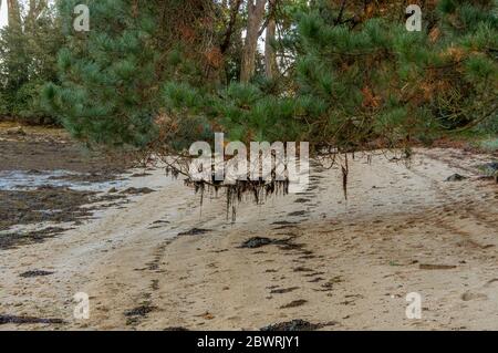 Forêt sur l'île Bender dans le golfe du Morbihan. France Banque D'Images