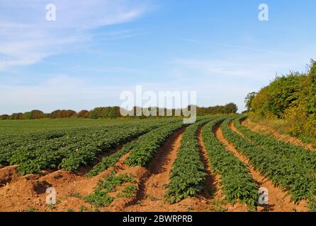 Des rangées de pommes de terre cultivées intensivement dans une ferme du Norfolk du Nord à Kelling, Norfolk, Angleterre, Royaume-Uni, Europe. Banque D'Images