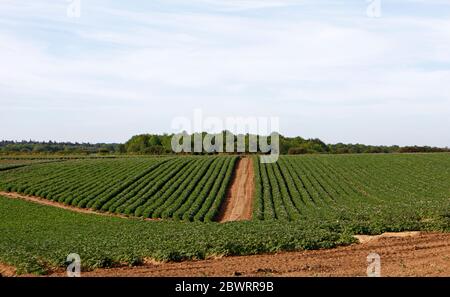 Une vue de la culture de la pomme de terre cultivée à une échelle intensive dans le Norfolk du Nord à Kelling, Norfolk, Angleterre, Royaume-Uni, Europe. Banque D'Images