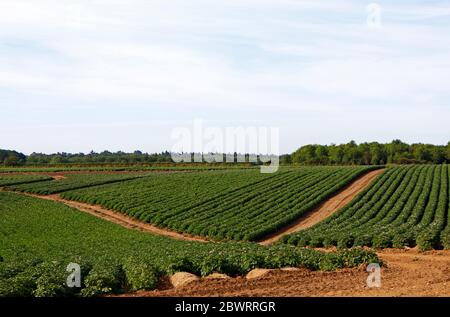 Une vue de la culture de la pomme de terre cultivée à une échelle intensive dans le Norfolk du Nord à Kelling, Norfolk, Angleterre, Royaume-Uni, Europe. Banque D'Images