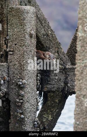 Loutre européenne (Lutra lutra) Royaume-Uni Banque D'Images