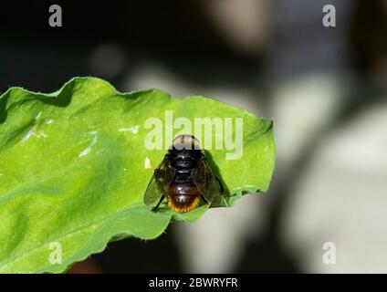 Narcisse bulbe Fly sur la feuille Banque D'Images