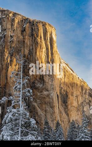 Morning Gold sur El Capitan Yosemite NP CA USA World Location.
