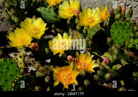 Opuntia, fleurs de cactus dans un jardin Banque D'Images