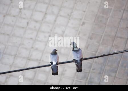 Concept d'amour : vue aérienne de deux pigeons se regardant l'un sur l'autre perchés sur un câble électrique dans la rue avec un arrière-plan flou Banque D'Images