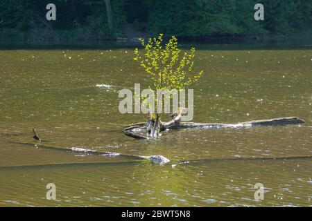 Petit arbre qui pousse d'une vieille bûche se trouvant dans un lac Banque D'Images