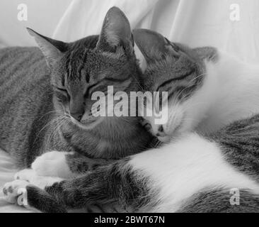 Deux chatons sauvés qui se sont mis sur le banc à Boa Vista, au Cap-Vert; objectif Sigma Macro en noir et blanc. Banque D'Images