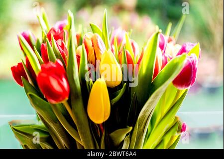 Bande colorée de tulipes; Bunter Tulpenstraß Banque D'Images
