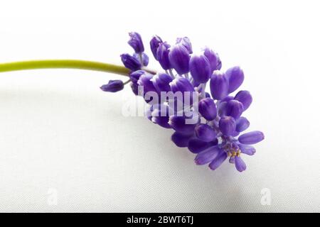 jacinthe bleue isolée sur fond blanc Banque D'Images