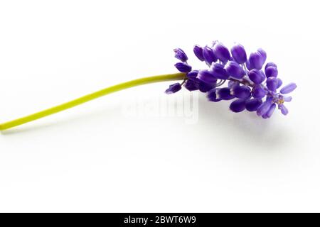 jacinthe bleue isolée sur fond blanc Banque D'Images