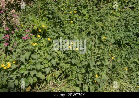 Fleurs printanières fleurs sauvages et mauvaises herbes (papillons, Campion rouge, les bouilloires, les croquettes et les perches) qui poussent sur une banque de Grassy Banque D'Images