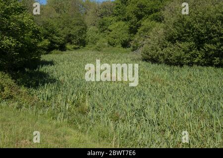 Ombre d'eau par un ruisseau plein de fleurs sauvages d'iris drapeau jaune (Iris pseudocorus) avec un ciel bleu vif fond dans la campagne rurale du Devon, Angleterre Banque D'Images