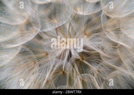 Graines de Salsify occidental, Tragopogon dubius, macro image Banque D'Images