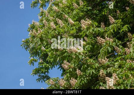 Chestnut Tree blossom Banque D'Images