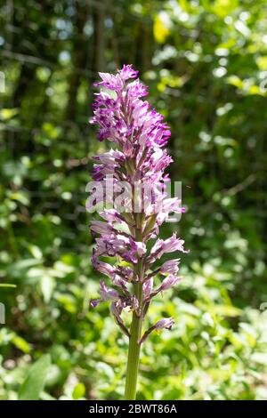 Pic de fleurs d'orchidées militaires (Orcis militararis) à Homefield Wood SSSI, Buckinghamshire, Royaume-Uni Banque D'Images