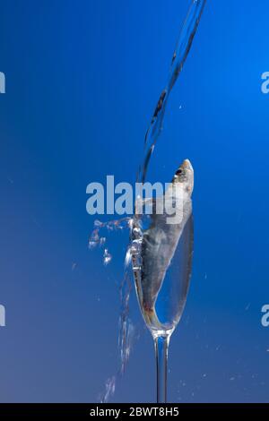 La sardine est un poisson qui se trouve facilement dans les pêcheurs, il est généralement pêché dans la mer Méditerranée et est commun dans le régime méditerranéen, sain Banque D'Images