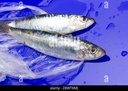 La sardine est un poisson qui se trouve facilement dans les pêcheurs, il est généralement pêché dans la mer Méditerranée et est commun dans le régime méditerranéen, sain Banque D'Images