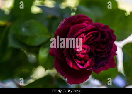 Rose William Shakespeare. Jardin du cottage Rose. Banque D'Images