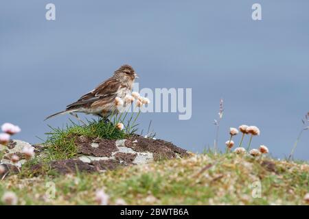 Twite (Carduelis flavirostris) Royaume-Uni Banque D'Images