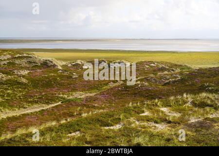 Paysage naturel sur l'île allemande de Sylt dans la mer des Wadden, dans le nord de l'Allemagne. Banque D'Images