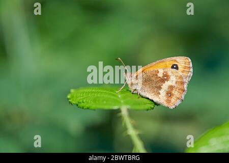 Pyronia tithonus papillon Gatekeeper (UK) Banque D'Images