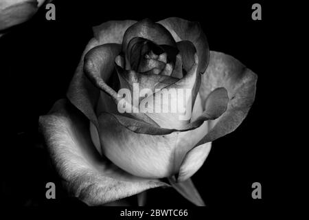 Fleurs rose noir et blanc. Une rose est une plante vivace ligneuse du genre Rosa, de la famille des Rosacées, ou la fleur qu'elle porte. Banque D'Images