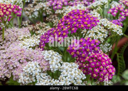 Fleurs d'oranger. Achillea millefolium, communément appelé yarrow ou yarrow commun, est une plante à fleurs de la famille des Asteraceae. Banque D'Images