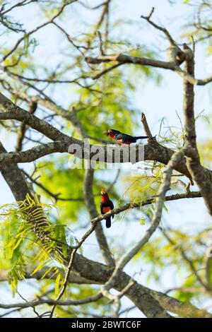 Barbet barbu Lybius dubius, adultes, perchée dans un arbre, pont de Mognori, Parc national de Mole, Ghana, mars Banque D'Images