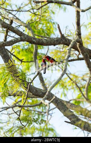 Barbet barbu Lybius dubius, adultes, perchée dans un arbre, pont de Mognori, Parc national de Mole, Ghana, mars Banque D'Images