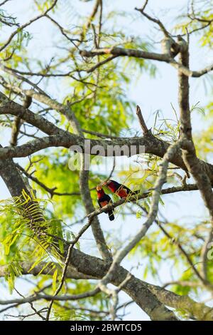 Barbet barbu Lybius dubius, adultes, perchée dans un arbre, pont de Mognori, Parc national de Mole, Ghana, mars Banque D'Images