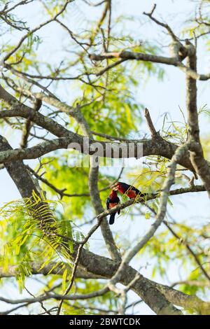 Barbet barbu Lybius dubius, adultes, perchée dans un arbre, pont de Mognori, Parc national de Mole, Ghana, mars Banque D'Images