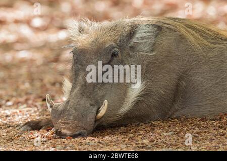 Pacochoerus africanus, repos à l'ombre, Parc national de Mole, Ghana, mars Banque D'Images