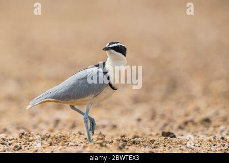 Pluvianus aegyptius, adulte, sur une plage de sable alluvial, White Volta, Ghana, mars Banque D'Images