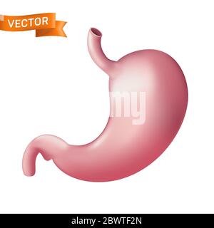 Partie anatomique réaliste de l'estomac humain. Illustration vectorielle du système d'organe de digestion interne isolé sur fond blanc Illustration de Vecteur