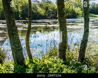 Soleil matinal sur un petit lac à Swindon, Wiltshire. Banque D'Images