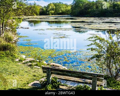 Les algues couvraient la surface d'un petit lac à Swindon, Wiltshire. Banque D'Images