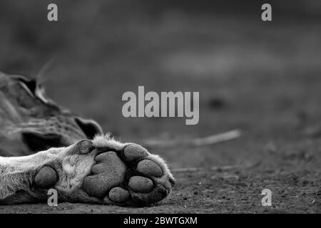 Image en noir et blanc de Lioness Sleeping, Parc national de Nairobi, Kenya Banque D'Images