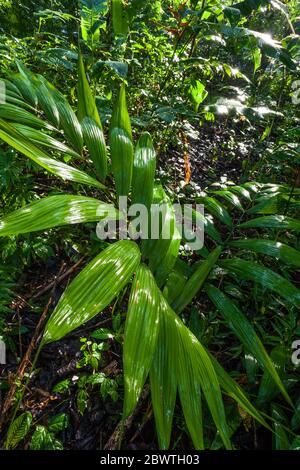 Végétation dans la forêt tropicale luxuriante dans le parc métropolitain, Panama City, République du Panama. Banque D'Images