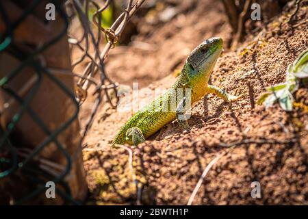 Lézard émeraude dans les vignobles allemands Banque D'Images