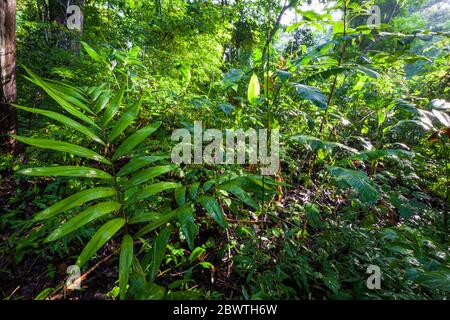 Végétation dans la forêt tropicale luxuriante dans le parc métropolitain, Panama City, République du Panama. Banque D'Images