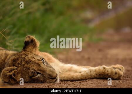 Portrait d'un lion cub reposant au bord de la route, Parc national de Nairobi, Kenya Banque D'Images