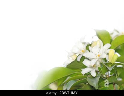 Gros plan fleurs blanches Orange Jessamine isolé sur fond blanc avec espace de copie Banque D'Images